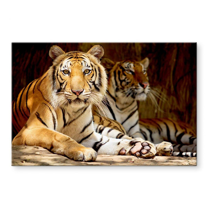 Acrylglasbild Zwei Königstiger