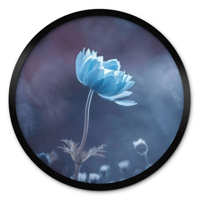 Poster Die blaue Blume | Blumen und Botanik - Bravin - Rund