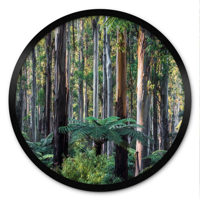 Poster Eukalyptuswald in den Yarra Ranges - Colombo - Rund