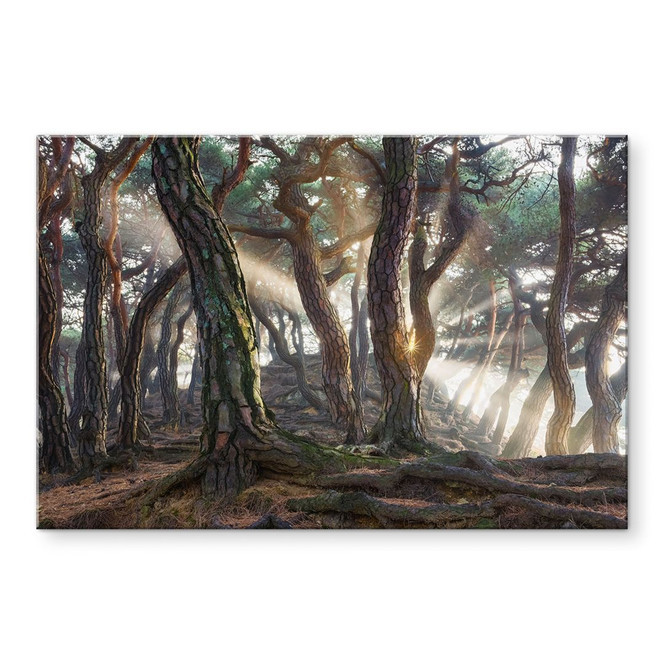 Acrylglasbild Heiliger Kiefernwald - Ryu