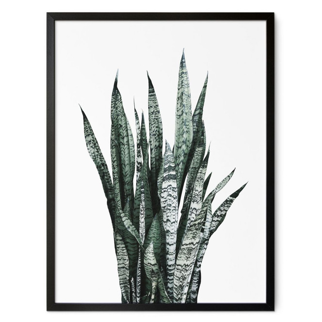 Poster Bogenhanf Pflanze - Sisi & Seb