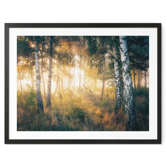 Poster Sonnenschein im Birkenwald - Kado