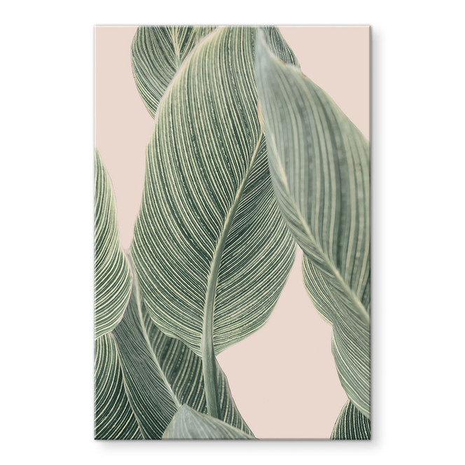 Acrylglasbild Calathea Pflanze - Sisi & Seb