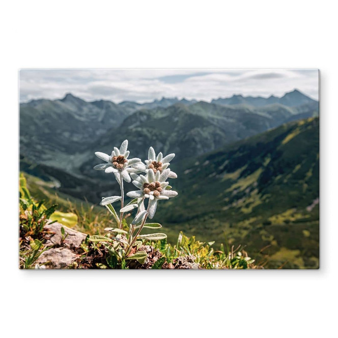 Glasbild Weisser Alpen-Edelweiss auf dem Berg
