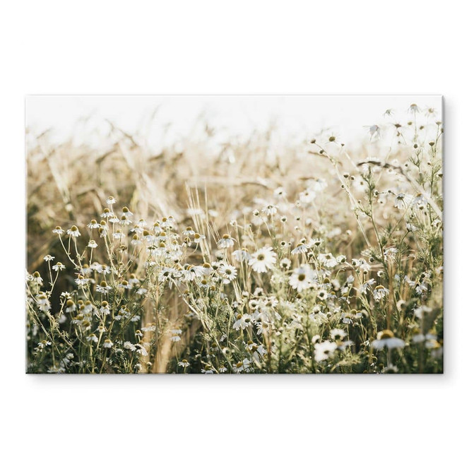 Acrylglasbild Sommerwiese mit Kamille - Annie