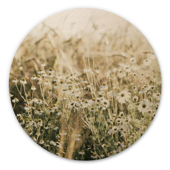 Holzbild Sommerwiese mit Kamille - Annie - Rund