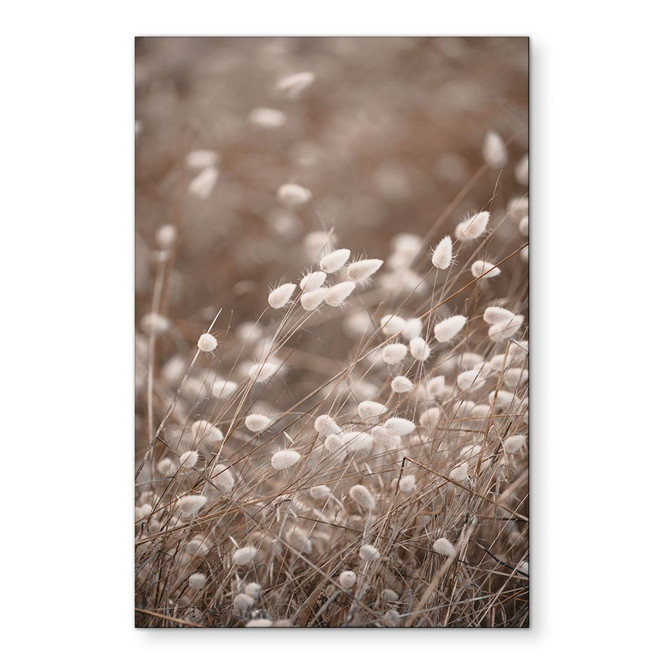 Wandbild Zarte Gräser im Herbstlicht - Collins - Alu-Dibond