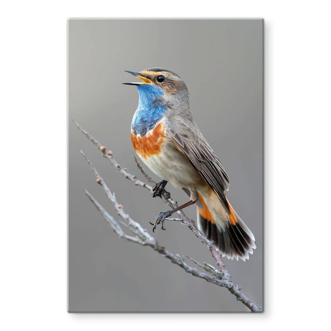 Glasbild Singendes Blaukehlchen - van Duijn