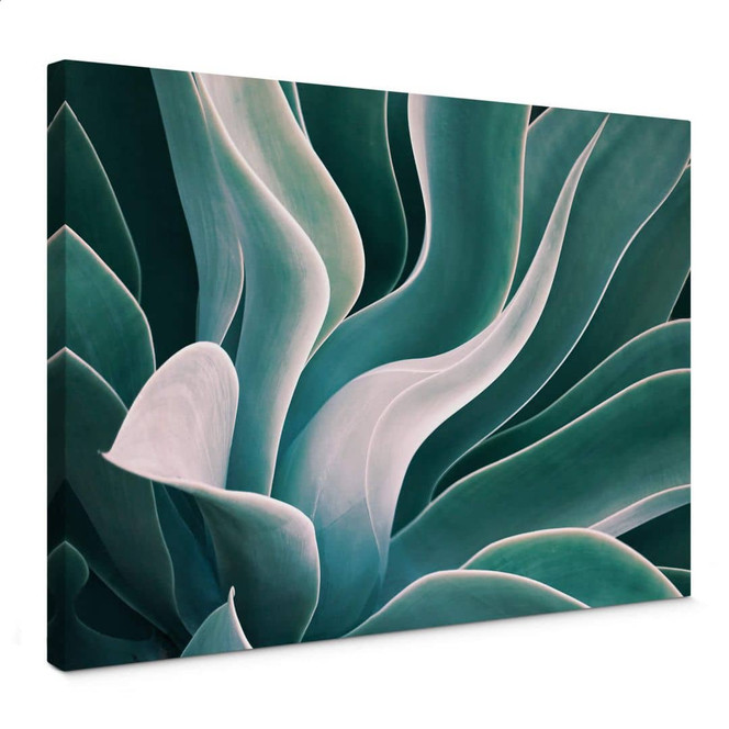 Leinwandbild Wechsler - Agave Pflanze im Morgenlicht