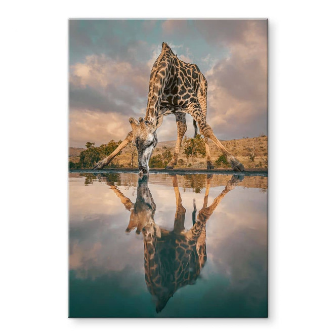 Acrylglasbild Reflexion einer Giraffe in der Wildnis - Amtmann