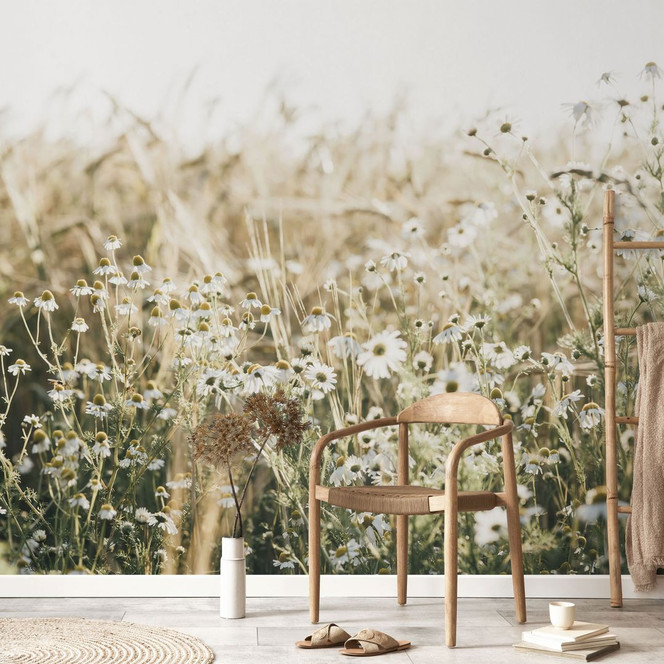 Natur Fototapete Sommerwiese mit Kamille - Annie