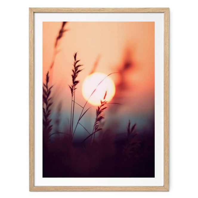 Poster Gräser im Licht der glühenden Sonne - Treechild