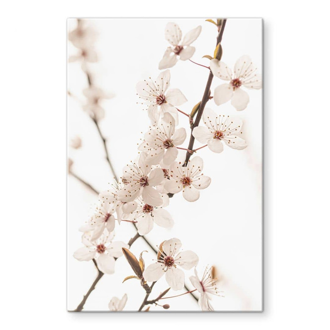 Glasbild Zweig mit weissen Kirschblüten - Sisi & Seb