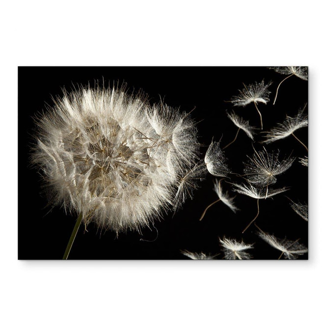 Wandbild Pusteblume - Alu-Dibond