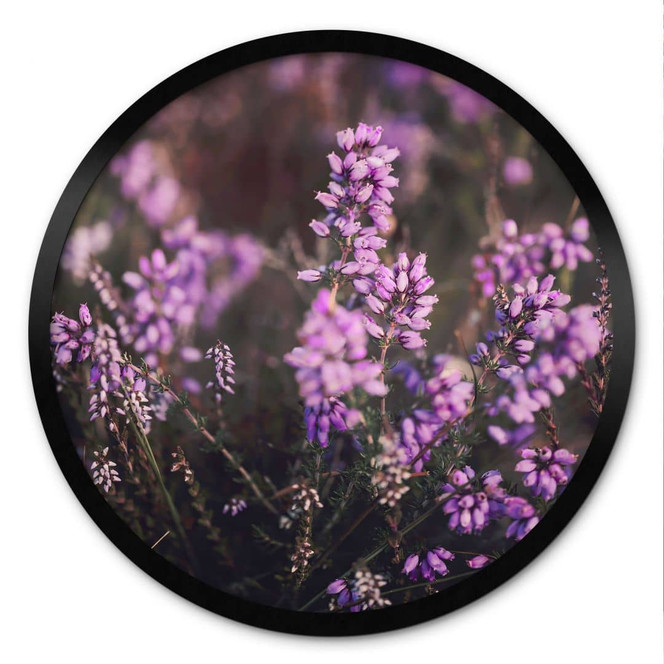Natur Poster Lila Heideblüte im warmen Licht - Annie - Rund