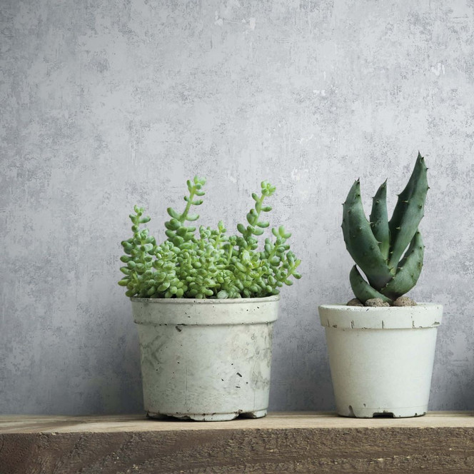 Vliestapete Betonoptik Struktur Modern in Grau