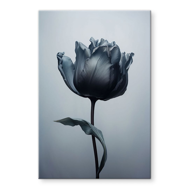 Acrylglasbild Samtige Tulpe in Schwarz - Paksoylu