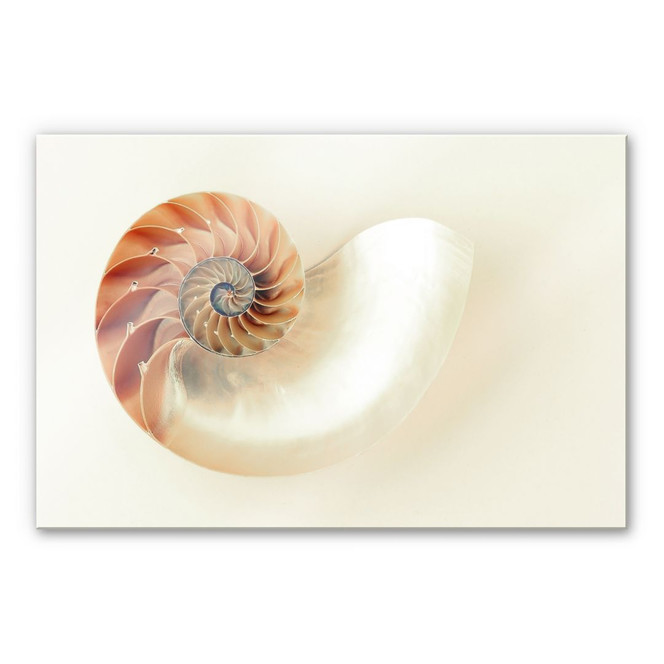 Acrylglasbild Nautilus