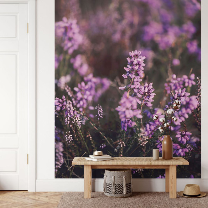 Fototapete Lila Heideblüte im warmen Licht - Annie