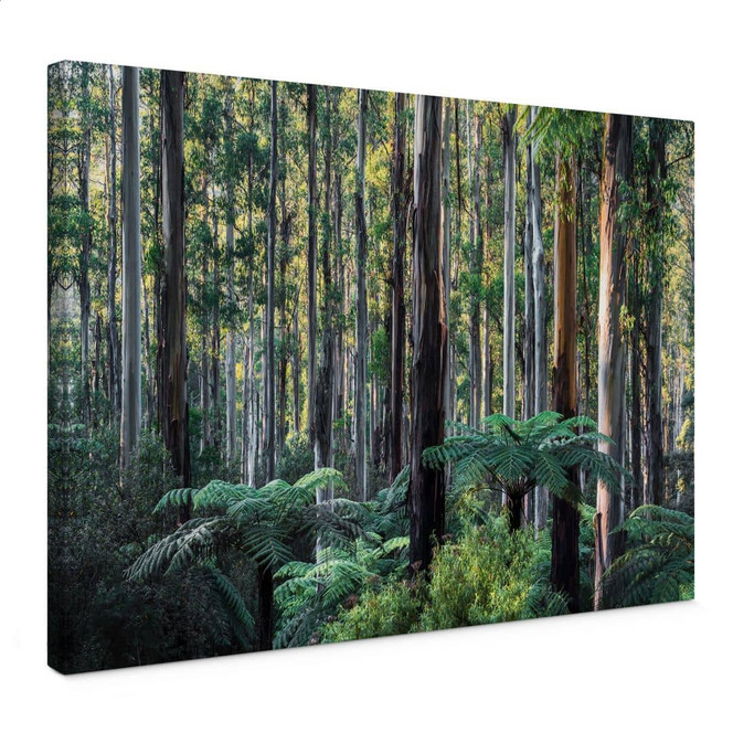 Leinwandbild Eukalyptuswald in den Yarra Ranges - Colombo