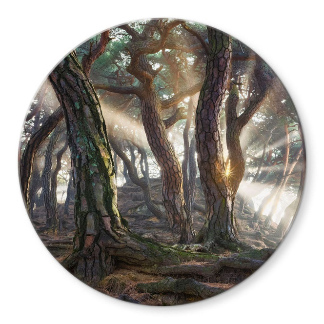 Glasbild Heiliger Kiefernwald - Ryu - Rund