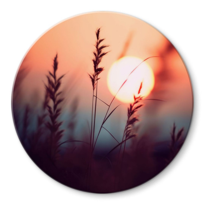 Glasbild Gräser im Licht der glühenden Sonne - Treechild - Rund
