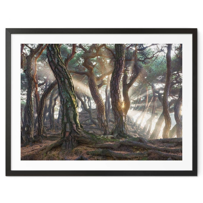 Poster Heiliger Kiefernwald - Ryu