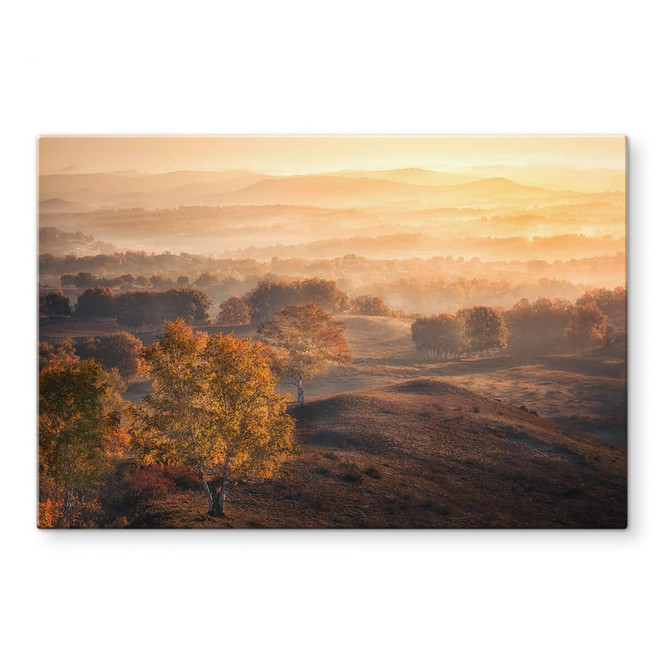 Glasbild Birkenbäume im goldenen Morgentau - Cui