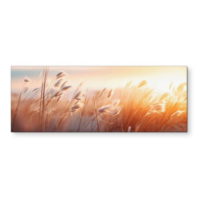Wandbild Dünengras in der Abendsonne - Treechild - Alu-Dibond Panorama