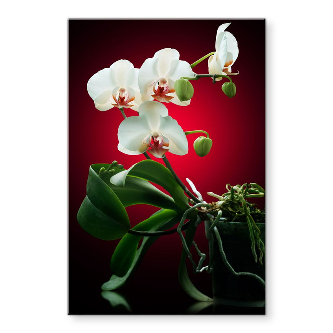 Acrylglasbild Blütenpracht einer Orchidee rot