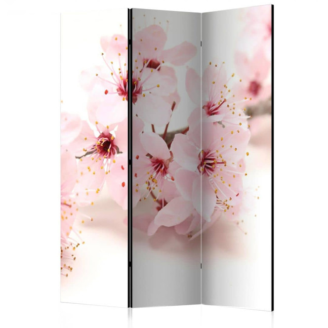 Paravent, Raumteiler freistehend, Trennwand - Kirschblüte, 3-teilig - 135 x 172 cm