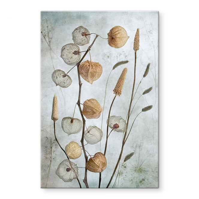 Acrylglasbild Getrocknete Lampionblumen - Disher