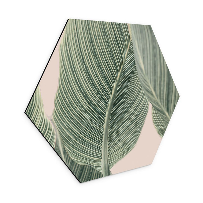 Hexagon Wandbild Calathea Pflanze - Alu-Dibond - Sisi & Seb