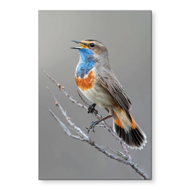 Wandbild Singendes Blaukehlchen - van Duijn - Alu-Dibond