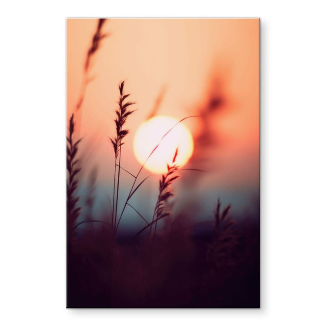 Acrylglasbild Gräser im Licht der glühenden Sonne - Treechild