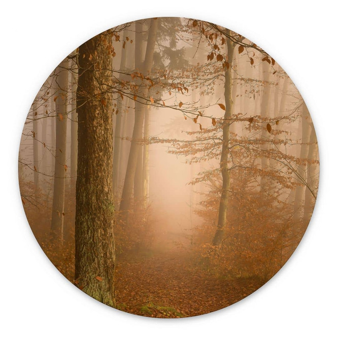 Wandbild Dunst und Licht im herbstlichen Wald - Maier - Alu-Dibond Rund