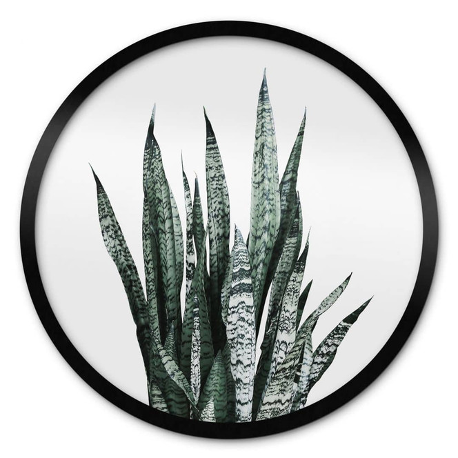 Poster Bogenhanf Pflanze - Sisi & Seb - Rund