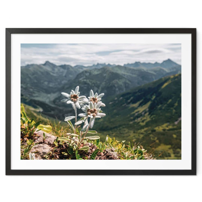 Poster Weisser Alpen-Edelweiss auf dem Berg