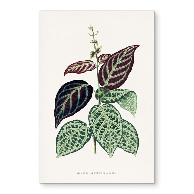 Acrylglasbild Blatt Illustration - Bignonia Argyro Violascea