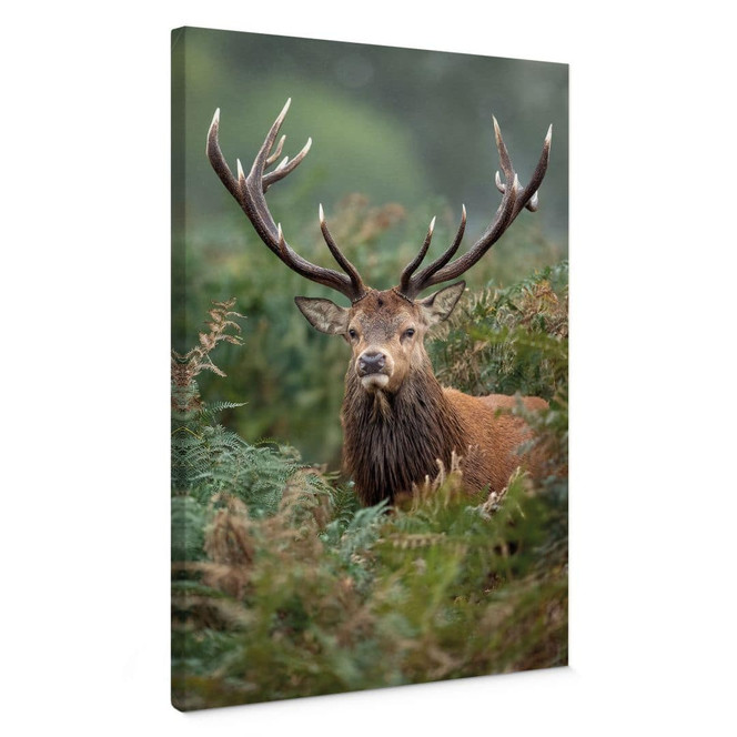 Leinwandbild Rothirsch - Wächter des Waldes - van Duijn