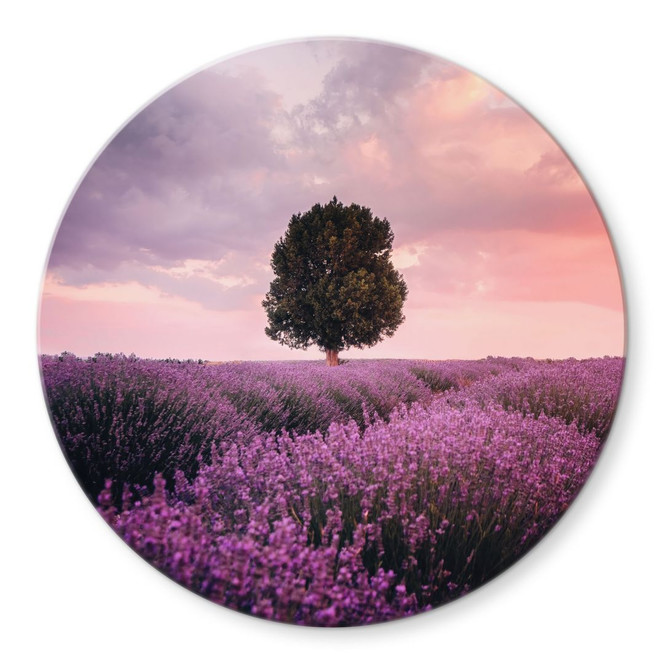 Glasbild Lila Lavendelfelder bei Sonnenuntergang - Cevik - Rund