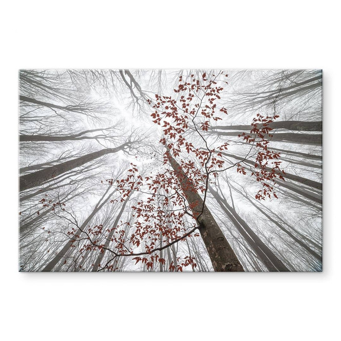 Acrylglasbild Baumkronen mit roten Blättern - Coman