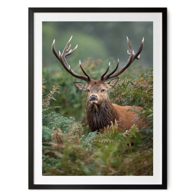 Poster Rothirsch - Wächter des Waldes - van Duijn