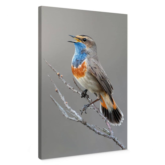 Leinwandbild Singendes Blaukehlchen - van Duijn