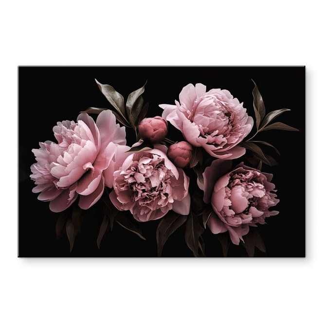 Acrylglasbild Pfingstrose rosé - Haase