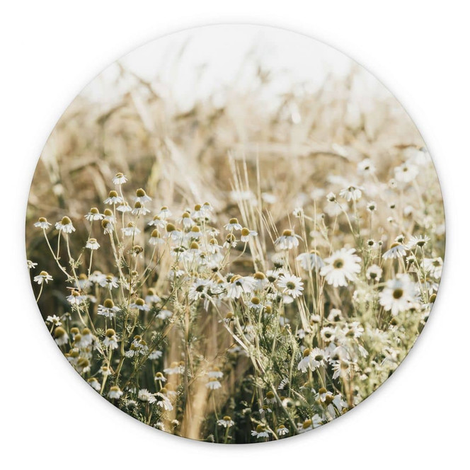 Wandbild Sommerwiese mit Kamille - Annie - Alu-Dibond Rund