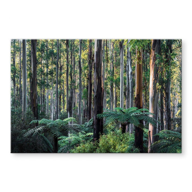Glasbild Eukalyptuswald in den Yarra Ranges - Colombo