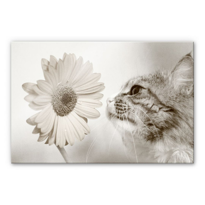 Acrylglasbild Katzenneugier