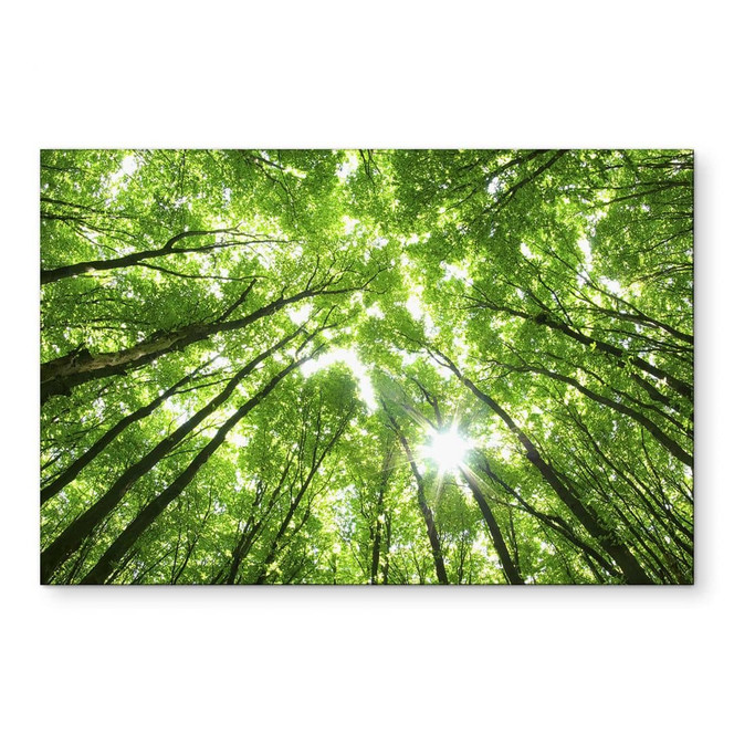 Wandbild Baumkronen im Wald - Alu-Dibond