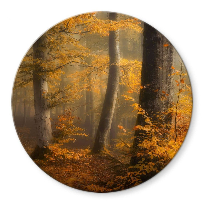 Glasbild Goldene Blätter im nebligen Wald - Maier - Rund